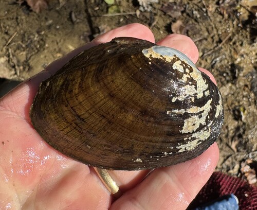 Lampsilis fasciola, 2026-10-23