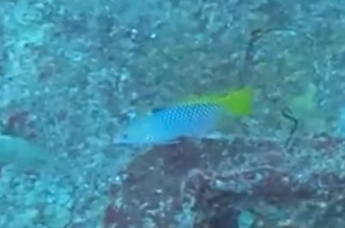 Halichoeres hortulanus observed 2026-10-26