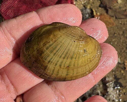 Lampsilis fasciola, 2026-10-23