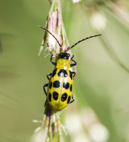 Spotted Cucumber Beetle