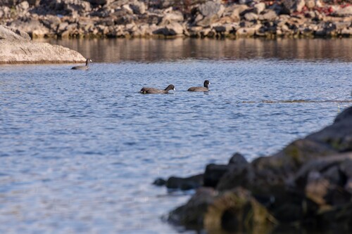 American Coot