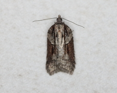 Acleris celiana