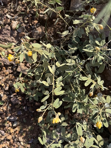 Senna bauhinioides, 2026-10-25