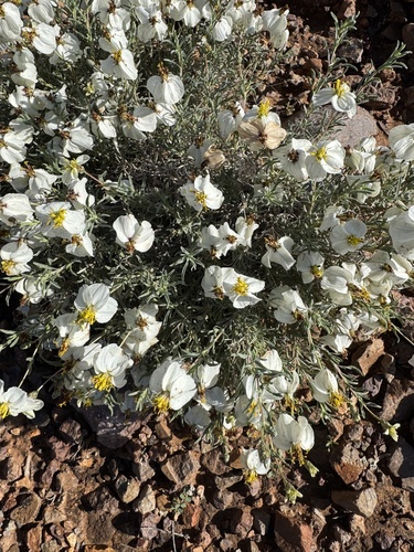 desert zinnia