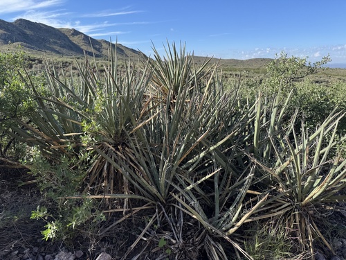 Banana Yucca