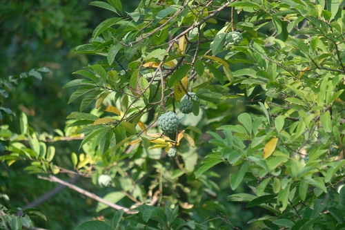 Annona squamosa observed 2026-10-25