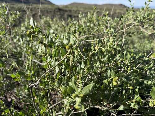 American Tarwort