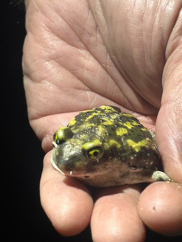 Couch's Spadefoot