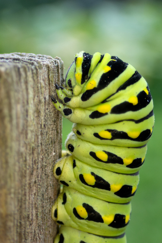 Black Swallowtail