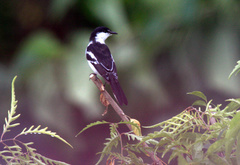 Lalage leucopyga