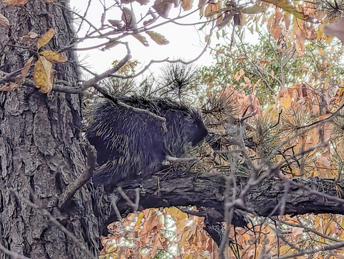 North American Porcupine