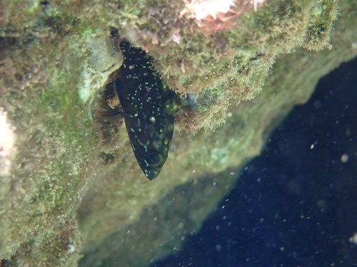 Epinephelus marginatus observed 2026-10-26