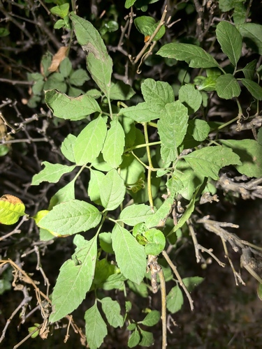 Causonis japonica observed 2026-10-26