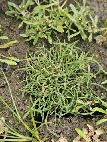 Coleanthus subtilis observed 2026-10-25
