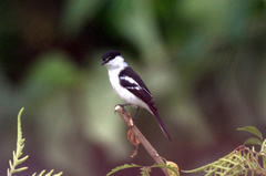 Lalage leucopyga