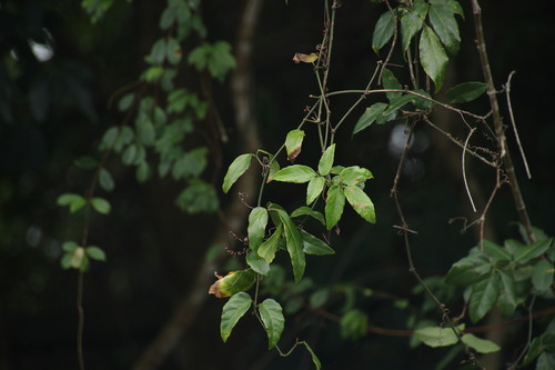 Tetrastigma observed 2026-10-26