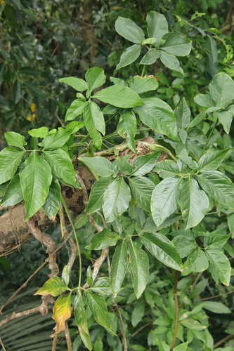 Syngonium angustatum observed 2026-10-26