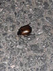 Callistethus marginatus