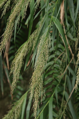Arundo formosana observed 2026-10-26