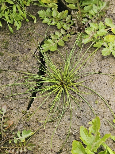 Eleocharis observed 2026-10-25