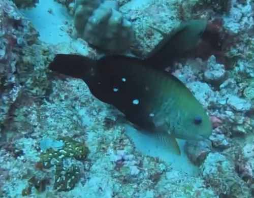 Chlorurus sordidus observed 2026-10-26