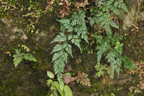 Onychium japonicum observed 2026-10-26