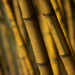 Phyllostachys - Photo (c) UGA CAES/Extension, some rights reserved (CC BY-NC)