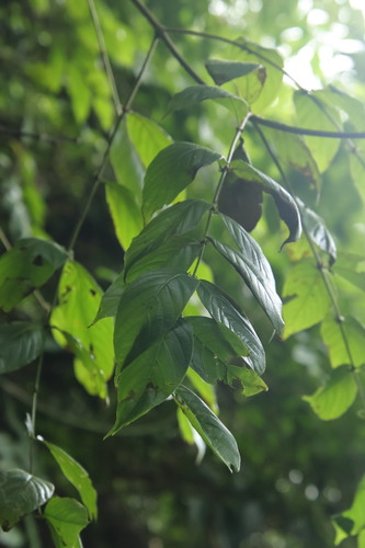 Uncaria observed 2026-10-26