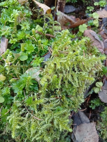 Hylocomiadelphus triquetrus observed 2026-10-26