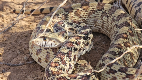 Gopher Snake