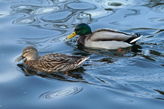 Anas platyrhynchos