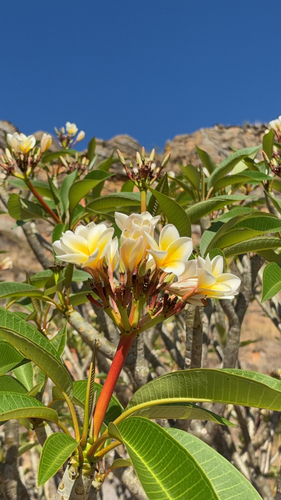 Plumeria rubra observed 2026-10-26