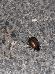 Callistethus marginatus