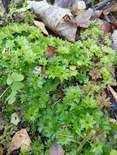 Rhodobryum roseum observed 2026-10-26