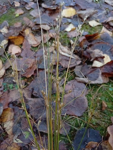 Juncus observed 2026-10-26