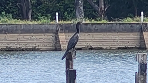 Biguá