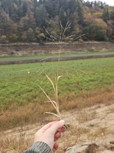 Panicum capillare observed 2026-10-25