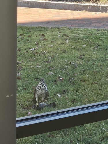Cooper's Hawk