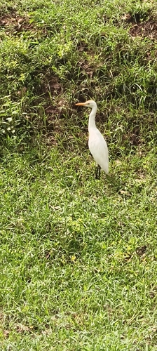 Western Cattle-Egret