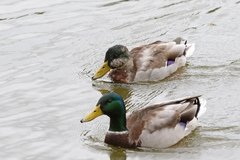 Anas platyrhynchos