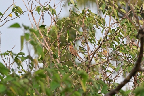 Cacomantis merulinus observed 2026-10-26