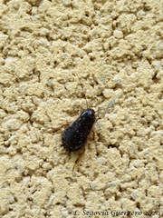 Loboptera