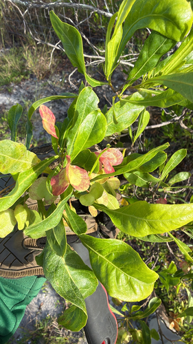 Dodonaea viscosa observed 2026-10-26