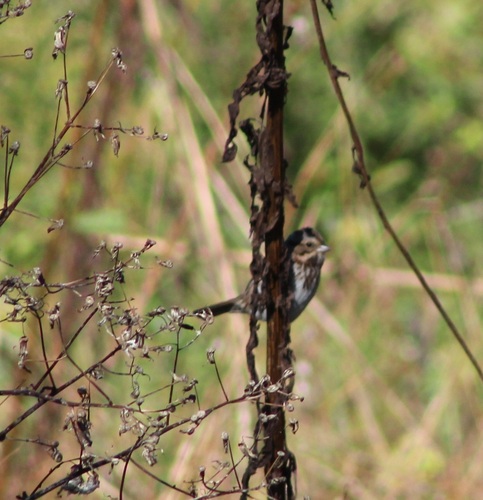 Song Sparrow