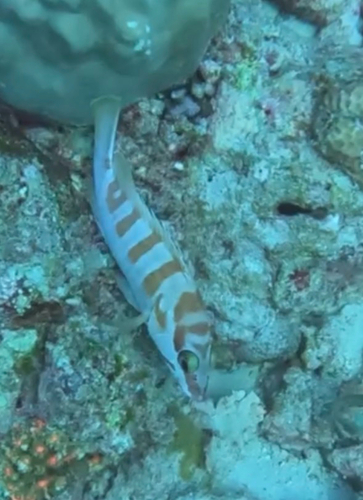 Epinephelus fasciatus observed 2026-10-26