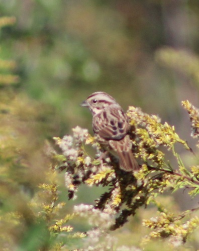 Song Sparrow