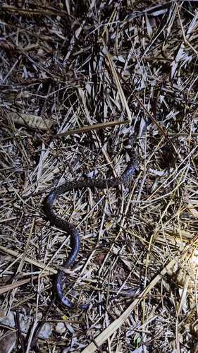 Lycodon capucinus observed 2026-10-18