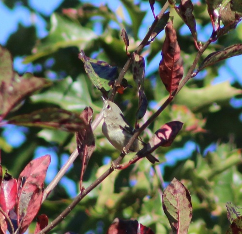 Ruby-crowned Kinglet