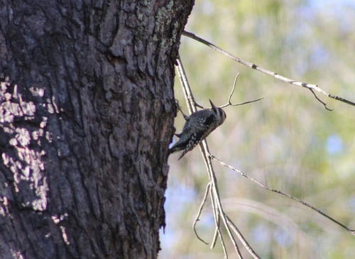 Yellow-bellied Sapsucker