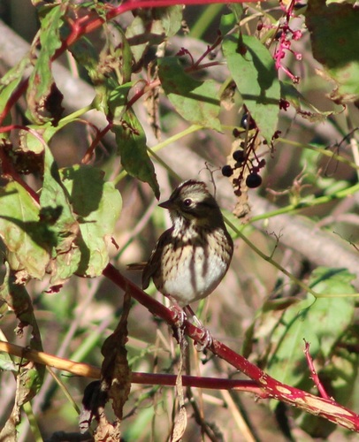 Lincoln's Sparrow